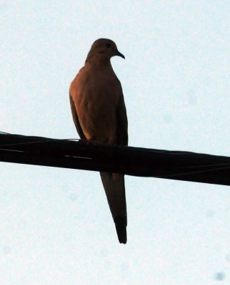 95county 002whitewinged.jpg
