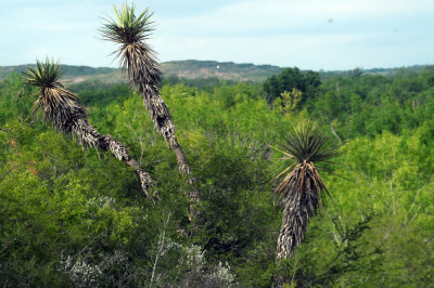 95county 008yucca.jpg