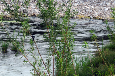 95county 022green kingfisher.jpg