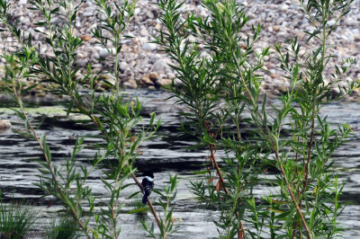 95county 024green kingfisher.jpg