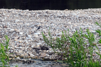 95county 025green kingfisher.jpg