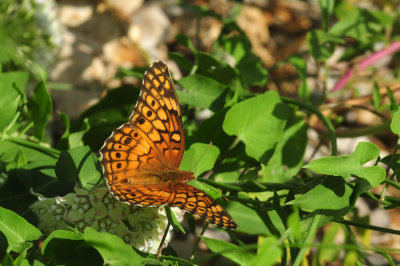 95county 046variegated.jpg