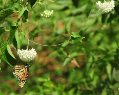 95county 049monarch.jpg