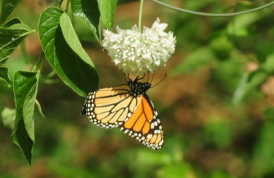 95county 051monarch.jpg