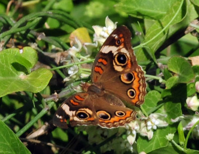 95county 067commonbuckeye.jpg