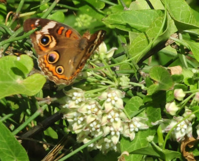 95county 070commonbuckeye.jpg