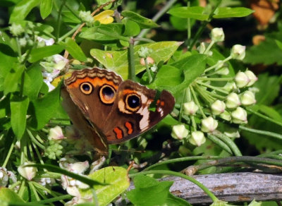 95county 072commonbuckeye.jpg