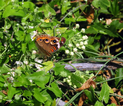 95county 073commonbuckeye.jpg