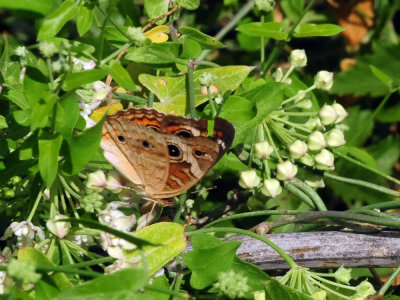 95county 074commonbuckeye.jpg