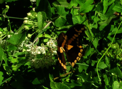 95county 077giantswallowtail.jpg
