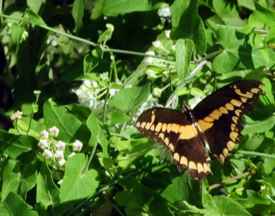 95county 079giantswallowtail.jpg