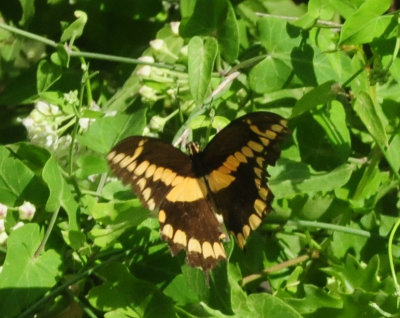 95county 080giantswallowtail.jpg