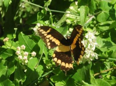 95county 081giantswallowtail.jpg