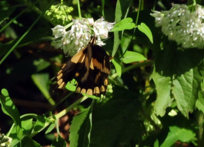 95county 082giantswallowtail.jpg