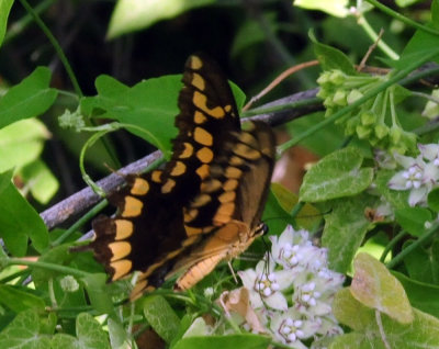 95county 089giantswallowtail.jpg