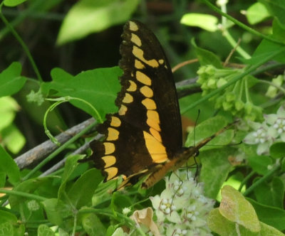 95county 093giantswallowtail.jpg