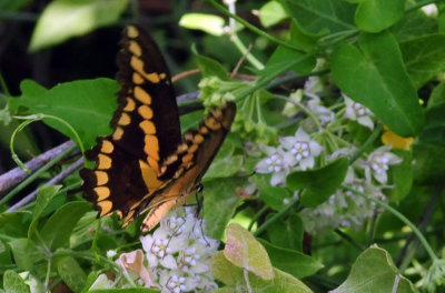 95county 094giantswallowtail.jpg