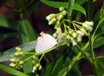 95county 128grayhairstreak.jpg