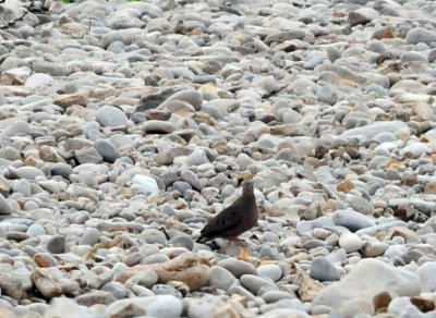 95county 134dove.jpg