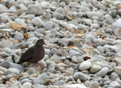 95county 144dove.jpg