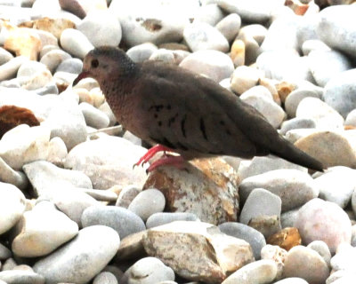 95county 156dove.jpg