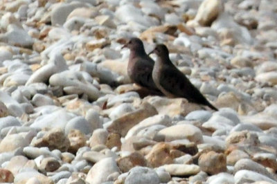 95county 166commongrounddoves.jpg