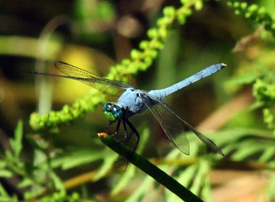 95county 180easternpondhawk.jpg