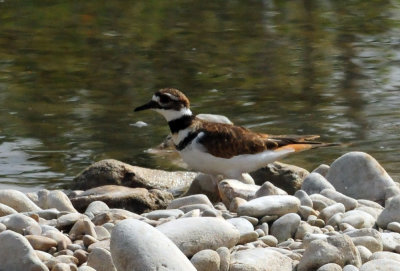 95county 185killdeer.jpg