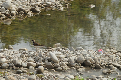 95county 187killdeer.jpg