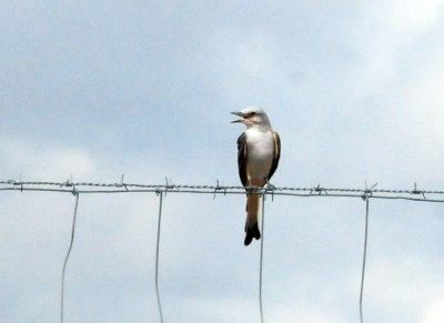95county 200scissortailed.jpg