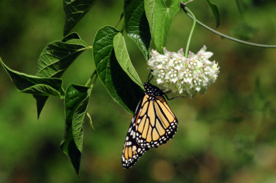 95county 0570monarch.jpg