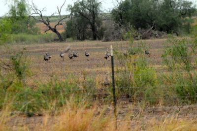 96county 006wildturkey.jpg