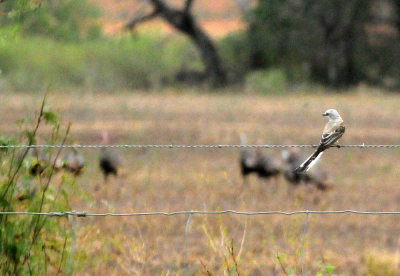 96county 008wildturkeyscissortail.jpg