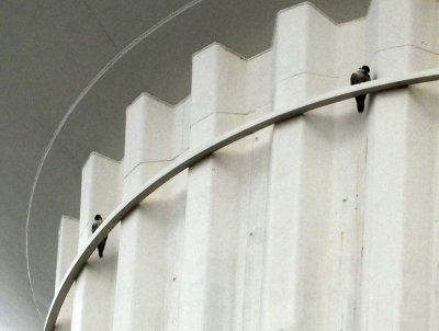 96county 015peregrine falcons.jpg