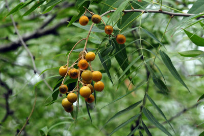 96ftInge 026chinaberries.jpg