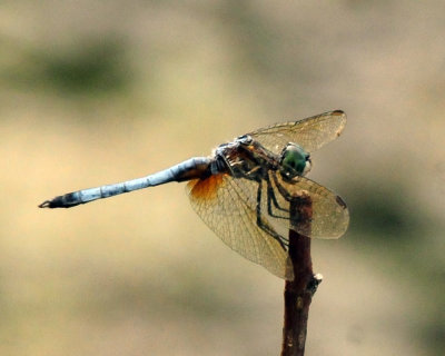 96ftInge 030bluedasher.jpg