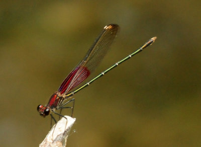 96ftInge 111rubythroat.jpg