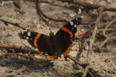 96ftInge 165redadmiral.jpg