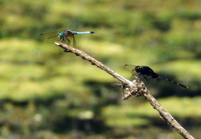 96ftInge 173bluedasherpintailedpondhawk.jpg