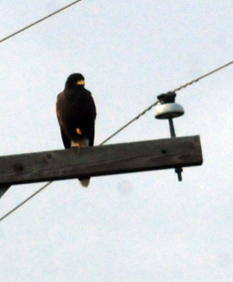 97ccounty 009harris'shawk.jpg