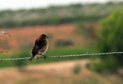 97ccounty 017bird.jpg