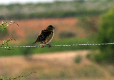 97ccounty 019bird.jpg