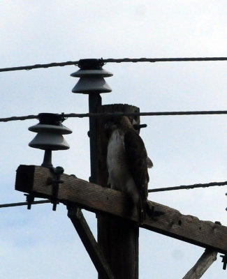 97ccounty 021redtailedhawk.jpg