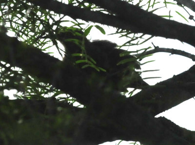 97ccounty 037curvebilledthrasher.jpg