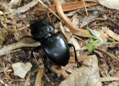 97ccounty 065beetle.jpg