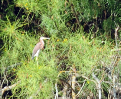 97ccounty 066tricoloredheron.jpg