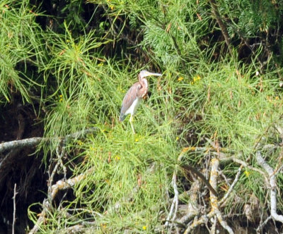 97ccounty 069tricoloredheron.jpg