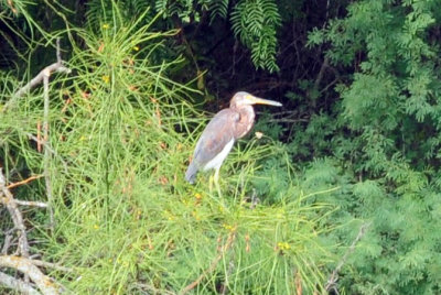97ccounty 092tricoloredheron.jpg