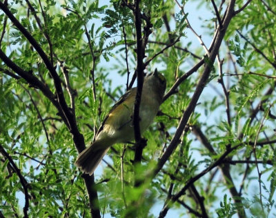 97ccounty 129whiteeyedvireo.jpg