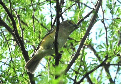 97ccounty 130whiteeyedvireo.jpg
